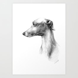 Delicate Italian Greyhound portrait Art Print
