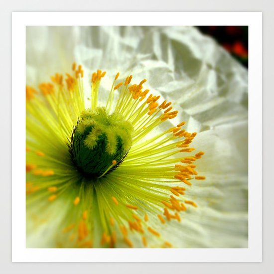 Poppy Art Print