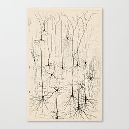 Santiago Ramon y Cajal Neurons Drawing Canvas Print