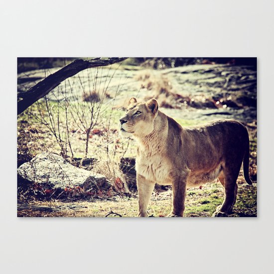 Something Caught His Eye Canvas Print