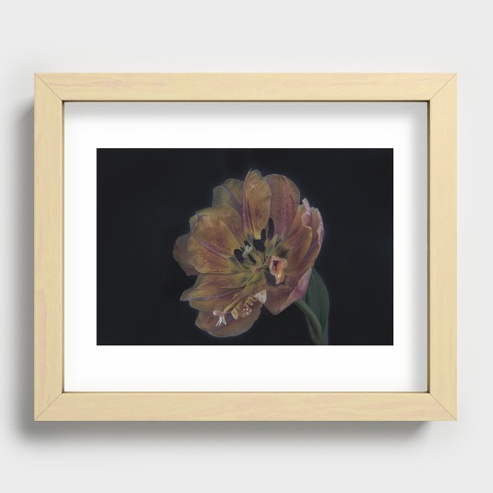 Tulip Recessed Framed Print