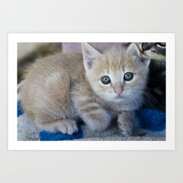 Red Kitten Art Print | Photo, Nature, Animal 