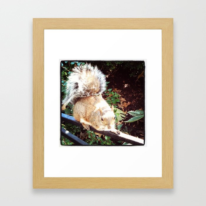 Union Squirrel Framed Art Print