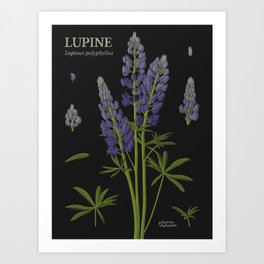 Botanical Lupine (Black) Art Print
