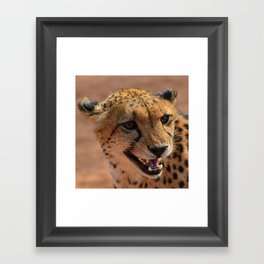South Africa Photography - Beautiful Cheetah At The Savannah Framed Art Print
