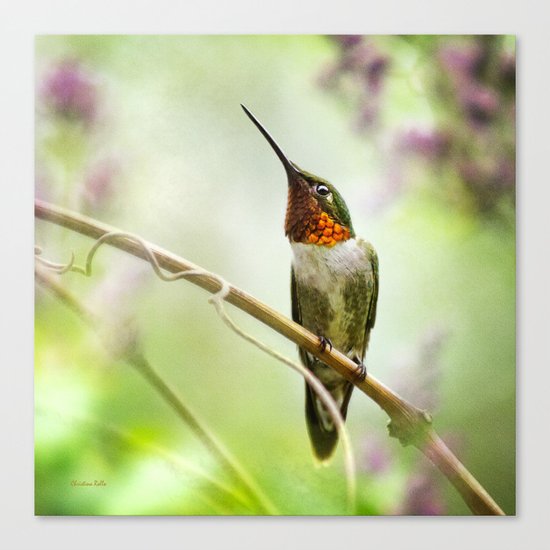 Hummingbird Passion Canvas Print