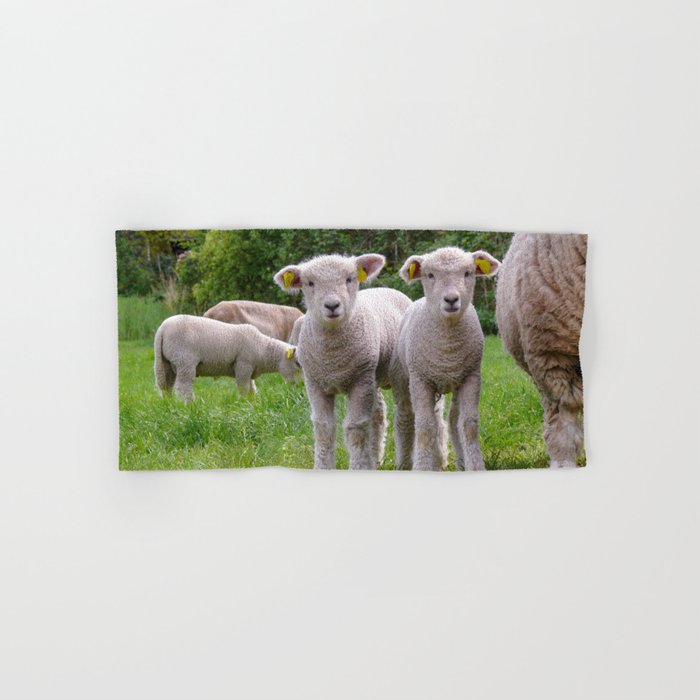Two Cute Little Lambs Standing Next Hand & Bath Towel