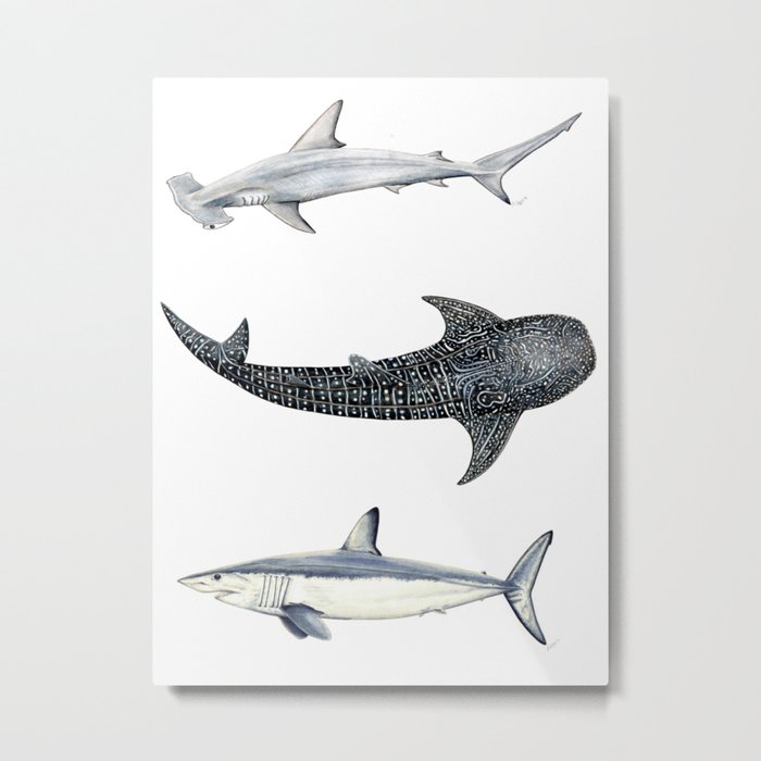 Hammerhead shark, whale shark and mako shark: Shark trio Metal Print