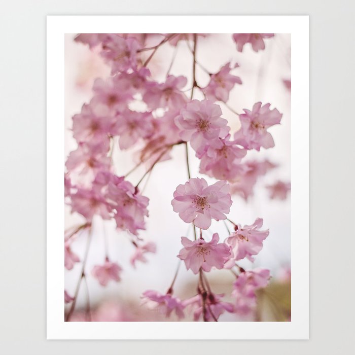 Cherry Blossom Baby Art Print
