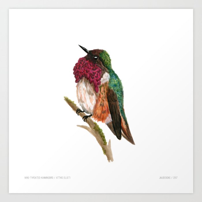 Wine-throated Hummingbird Art Print