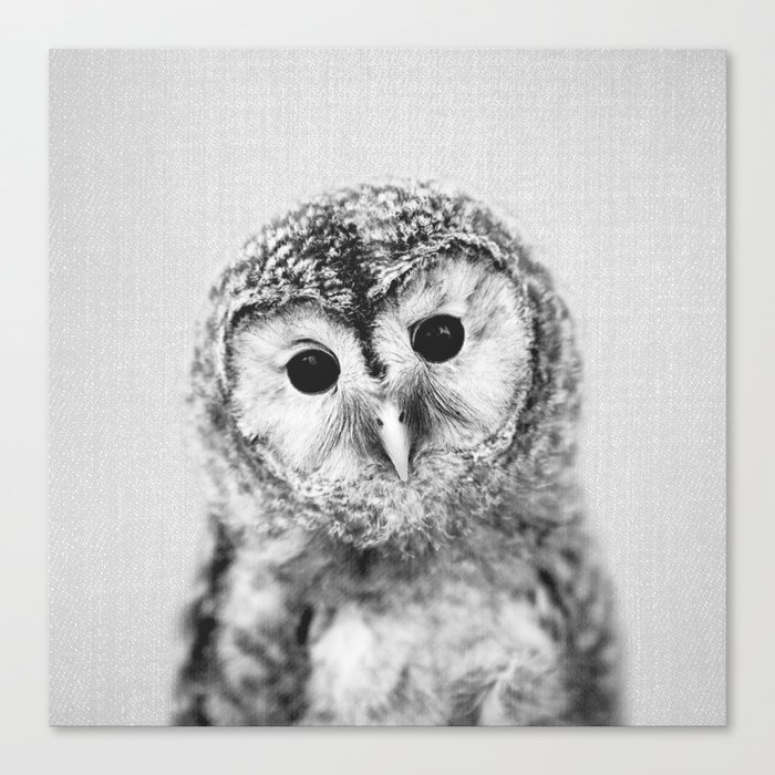 Baby Owl - Black & White Canvas Print