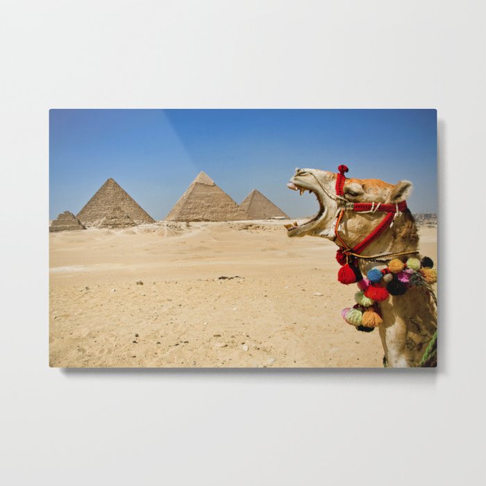 Camel eating the Pyramids in Egypt Metal Print