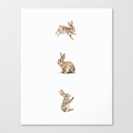 Cottontail Rabbits | A Study of Woodland Fauna and Flora Canvas Print