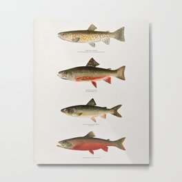 Illustrated North American Freshwater Trout Game Fish Identification Chart Metal Print