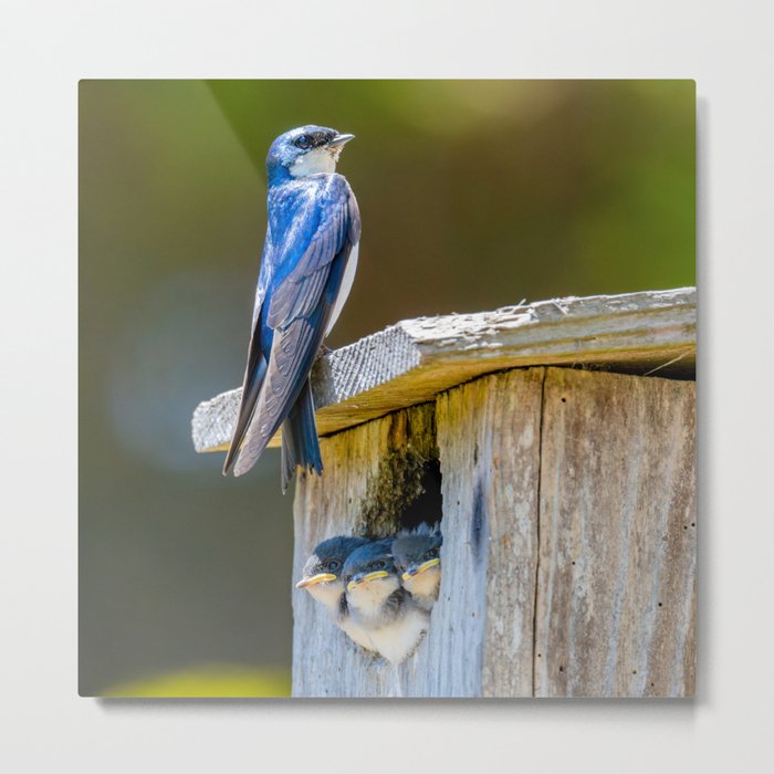 Swallow Family on a Box Nest - square image Metal Print