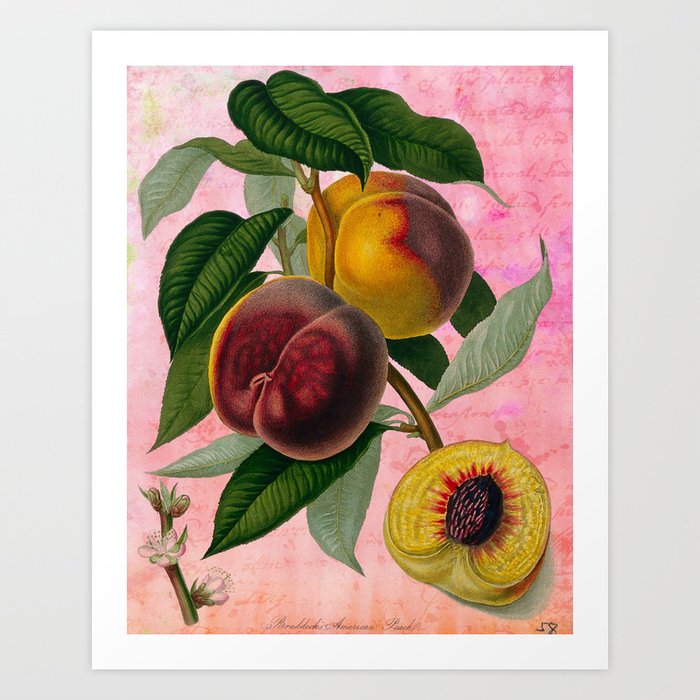 Vintage Botanical Collage, Bradford Peach Art Print