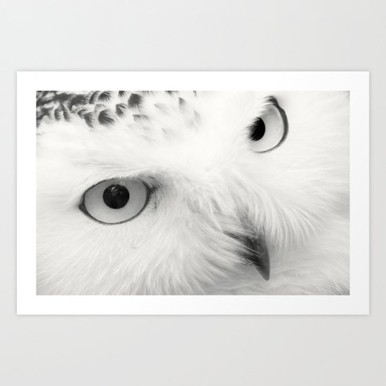 owl chouette bird white Art Print