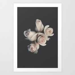 Flowers - White Rose photography Art Print