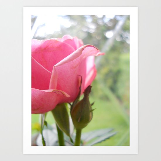 Rose Art Print