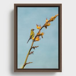 Bellbird on a flax branch Framed Canvas