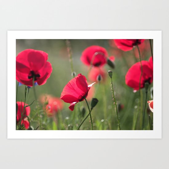 Fantasie Poppy Art Print