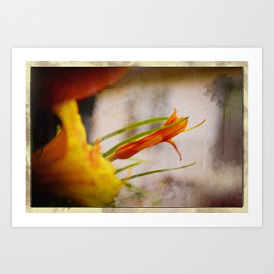Dawn Lily Art Print