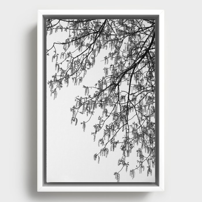 Framed Canvas
