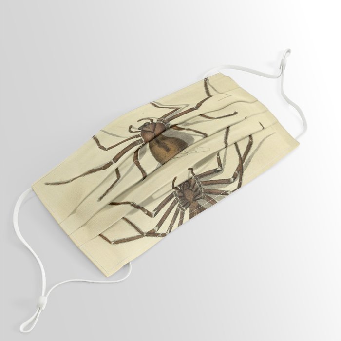 "White-Jointed Spider" by Sarah Stone, 1790 Face Mask