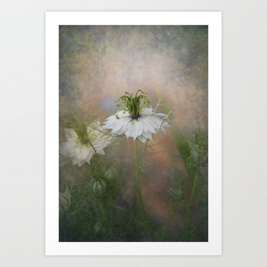 Love in the Mist Art Print