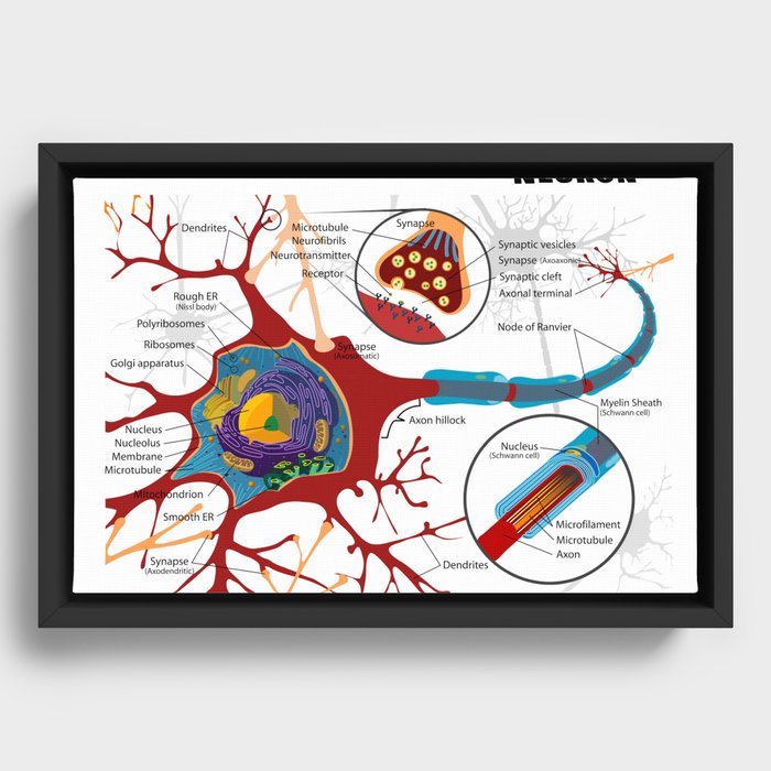 Diagram of a Typical Myelinated Vertebrate Motor Neuron Framed Canvas
