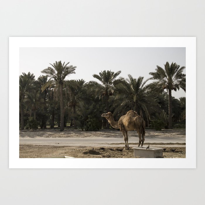 bahrain camel farm Art Print