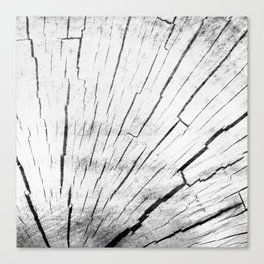 gray timber heartwood Canvas Print