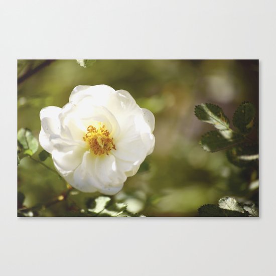 Summer Rose Canvas Print