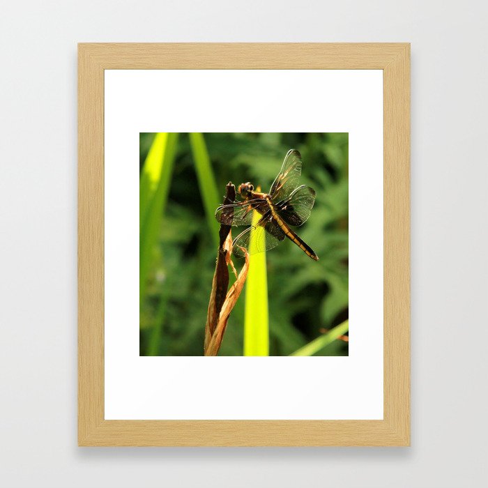 Dragonfly Framed Art Print