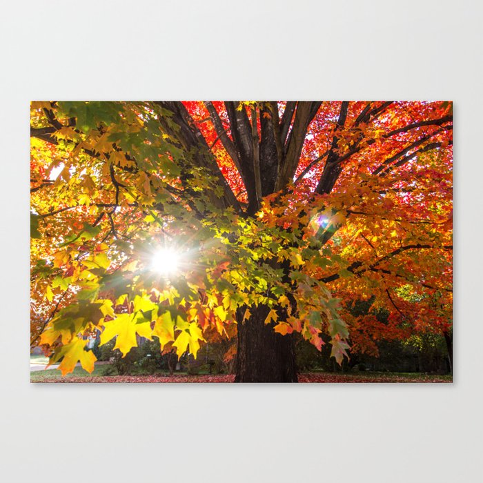 Fall Foliage - Chester, Virginia Canvas Print