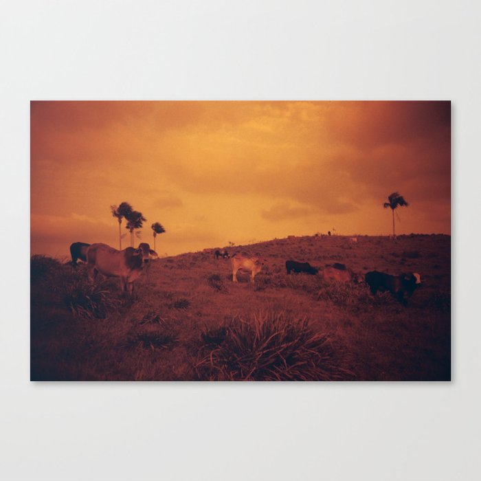 Cows Canvas Print