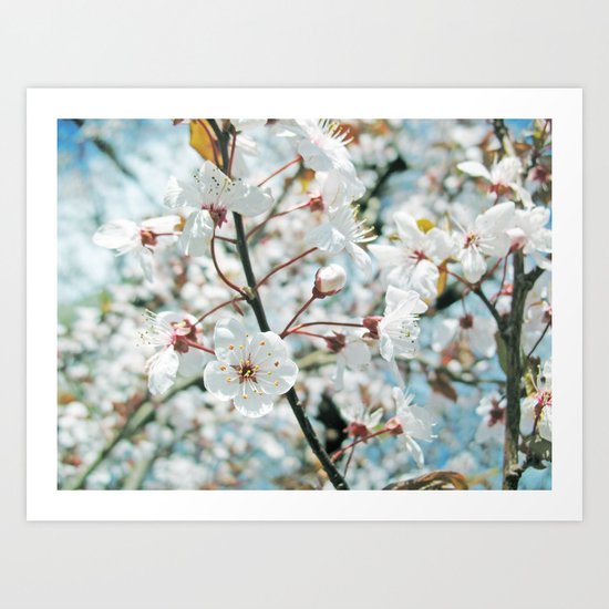 Cherry Blossom Art Print