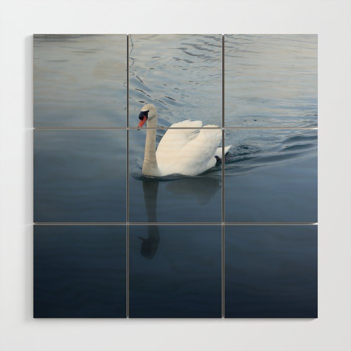 Mute Swan on a Blue Lake on April 22nd, 2022. I Wood Wall Art
