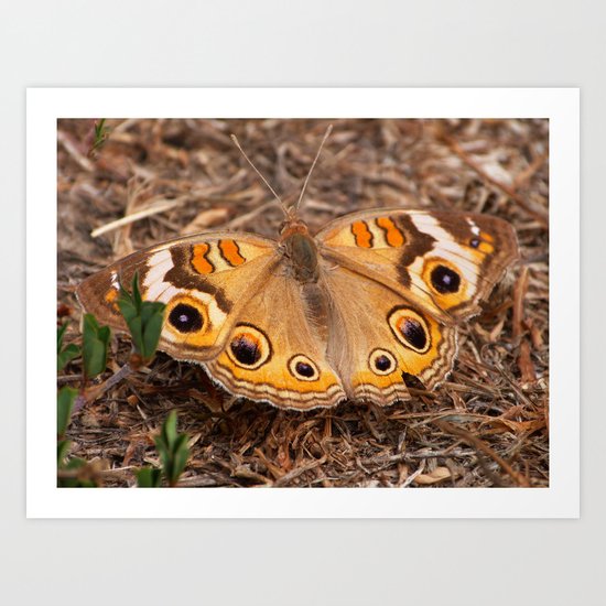 Return of the Common Buckeye Art Print