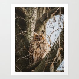 Happy Long-Eared Owl | Animal Photography Art Print
