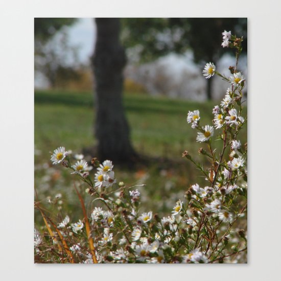 Midday Meadow Canvas Print