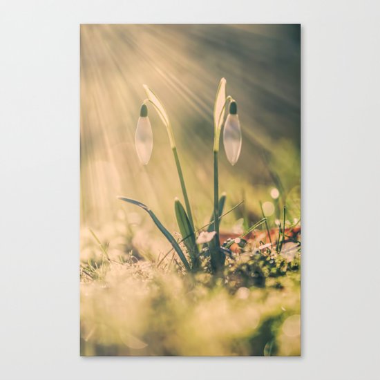 Shining snowdrop - Flower Sun Light Spring Canvas Print