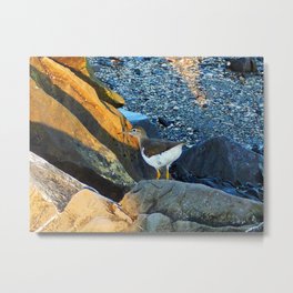 Greater Yellow Legs on the rocks Metal Print | Digital, Color, Nature, Sandpiper, Wild, Shorebird, Shore, Hdr, Animal, Rock 