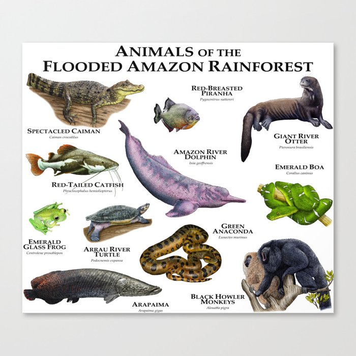 Animals Of The Flooded Amazon Rainforest Canvas Print By Wildlife Art Society6 Animals Of The Flooded Amazon Rainforest Canvas Print By Wildlife Art Society6