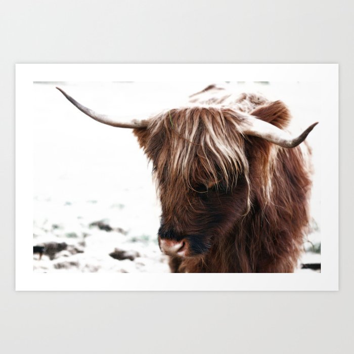 Scottish highland cattle Art Print