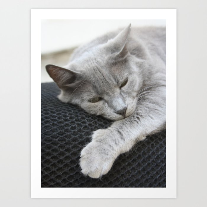 Shades Of Grey Cat Photo Portrait Art Print