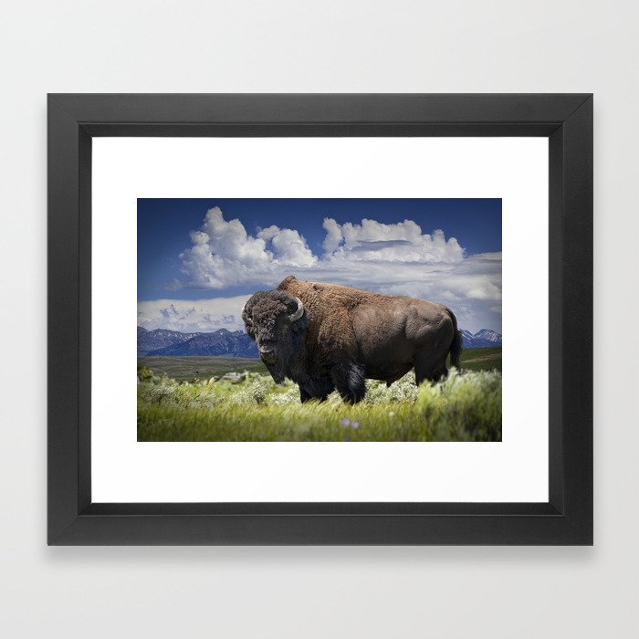 American Buffalo Bison by Yellowstone National Park in Montana Framed Art Print