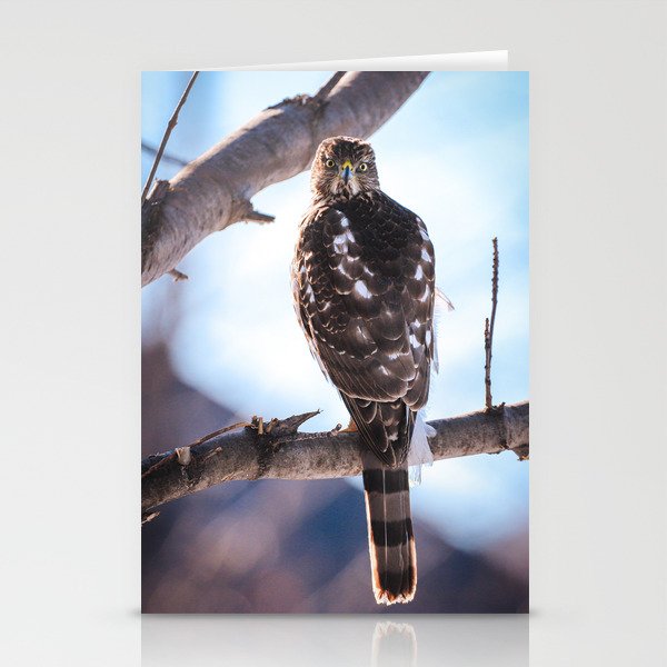 Cooper's Hawk 1 Stationery Cards