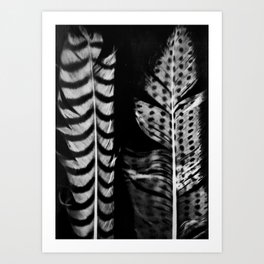 Photogram of Feathers Art Print