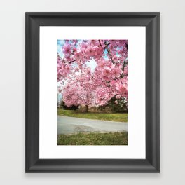 Pink Cherry Blossoms  Framed Art Print